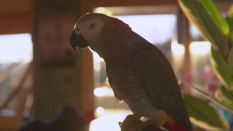 SLOW MOTION, CLOSE UP VIDEO: Portrait of grey parrot backlit with golden light Stock Footage 191372546