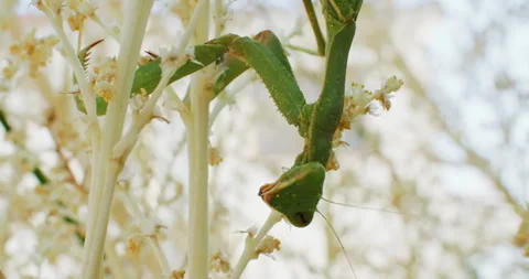 Slow motion close-up video of a praying mantis insect sitting on a branch Video stock 246406207