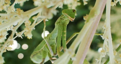 Slow motion close-up video of a praying mantis insect sitting on a branch while Vídeos de archivo 246406348