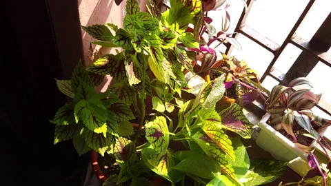 Slow Motion Close Up Video Of Spraying And Refreshing Plants In House With .. Stock Footage 267584603