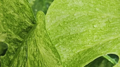 Slow motion close up video of water drops falling on a wet rare variegated. Video stock 340116200