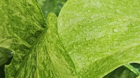 Slow motion close up video of water drops falling on a wet rare variegated. Stock Footage 340116208