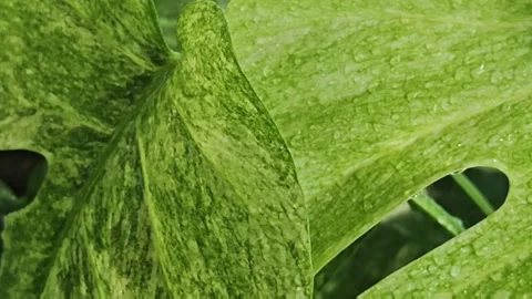 Slow motion close up video of water drops falling on a wet rare variegated. Stock Footage 340116213