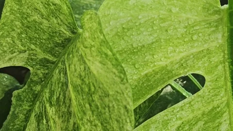 Slow motion close up video of water drops falling on a wet rare variegated. Video stock 340116222