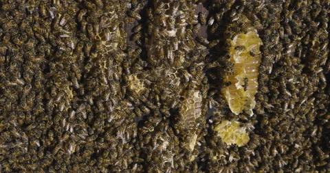 Slow motion close-up view of African honey bees hard at work in a hive Stock Footage 139684873