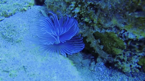 Slow motion close up view to bispira tricyclia tube worm blue colored feather du Stock Footage 313438917