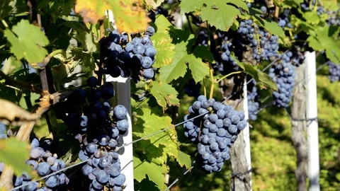 SLOW MOTION Close view of bunches of dark purple grapes in a vineyard Stock Footage 116776368