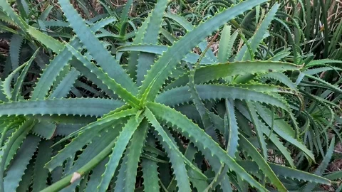 Slow motion close up view of desert succulent plant Stock Footage 268536338