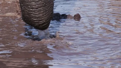 Slow motion close-up view of elephant trunk sucking up water in a river in the Stock Footage 85251444