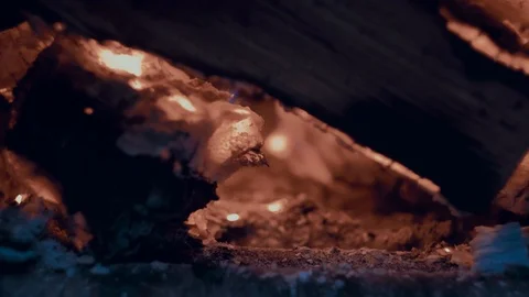 Slow motion , Close up view of glowing flying fire flame Stock Footage 124225712