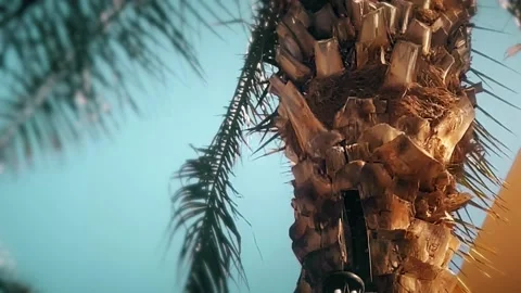 Slow motion, close-up view of palm trees and buildings Stock Footage 219312374