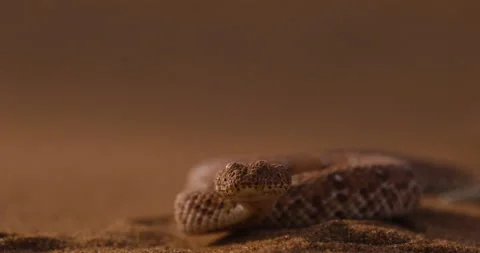 Slow motion close-up view of a Peringuey's adder, desert adder, side winding Stock Footage 144246102