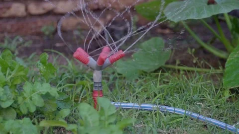 Slow motion, close view of a plastic sprinkler watering a vegetable patch Video stock 262622903