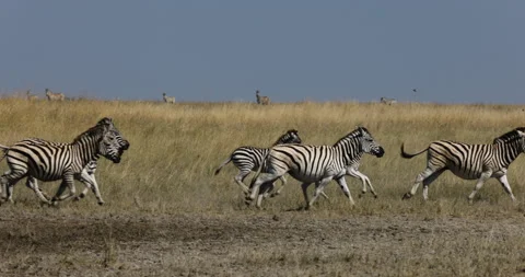 Slow motion close-up view of a small herd of zebras running next to a waterhole. Stock Footage 155330002