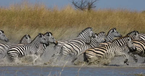 Slow motion close-up view of a small herd of zebras running out a waterhole.  Stock Footage