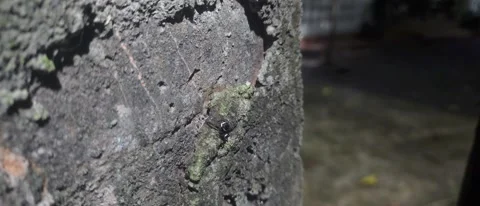 Slow motion, Close-Up View of an spider jump on a Lichen-Covered Bark at Night Video stock 303767445