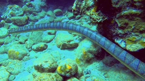 SLOW MOTION CLOSE UP VIEW OF A Underwater diving swimming strip ring sea snake S Stock-Footage 315168990