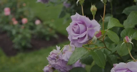 Slow-motion close-up of a violet rose gently swaying in the breeze... Stock Footage 313950392