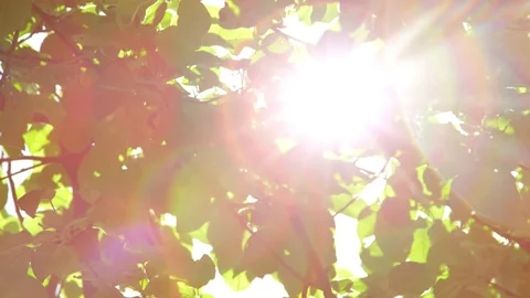 SLOW MOTION CLOSE UP: Warm spring sun shining trough green leaves in apple tree Stock Footage