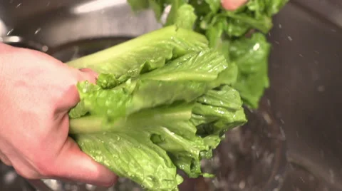 Slow motion close up of a washed head of lettuce being torn in half Vídeo Stock 34657059