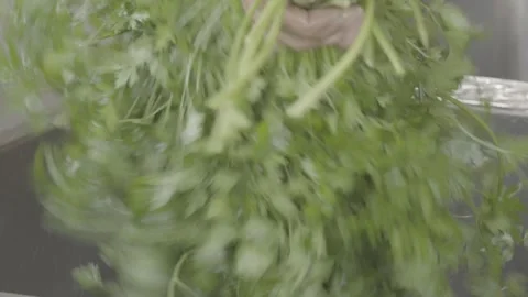 Slow Motion Close-up of Washing Fresh Parsley (Salsinha) Under Running Water Stock Footage 320634405