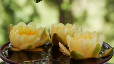 Slow motion close-up of water drop falling and splashing near waterlily flowers Stock Footage 150847989