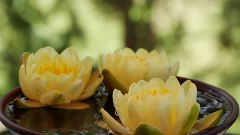 Slow motion close-up of water drop falling and splashing near waterlily flowers Stock Footage 154338878