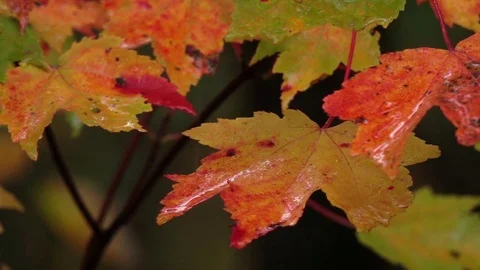 SLOW MOTION CLOSE UP Water drops falling on vibrant red autumn leaves after rain Stock Footage 79376652