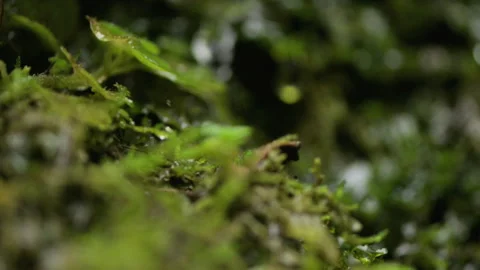 Slow motion close up of water drops falling on moss Stock Footage 296715801