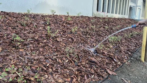 Slow Motion Close Up of Watering Plants in Mulch Stock Footage 338192200