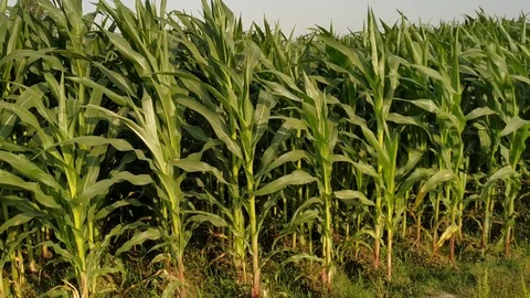 Slow motion. Close up. Wheat Field close up. Ripe seeds in dry wheat heads on bi Stock Footage 127705193