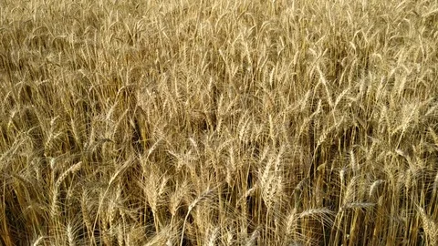 Slow motion. Close up. Wheat Field close up. Ripe seeds in dry wheat heads on bi Stock Footage 127705291