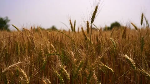 Slow Motion Close-Up of Wheat Field from Inside View – 4K Stock Footage 311072608