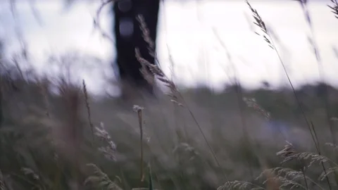 Slow motion close up of wheat grass blowing in wind	 Stock Footage 122611945