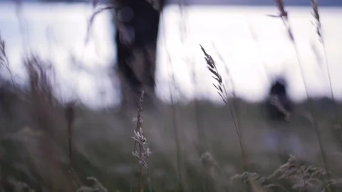 Slow motion close up of wheat grass blowing in wind	 Video stock 122612011