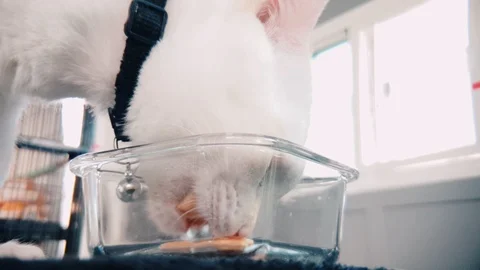 Slow motion close up of White cat eating wet cat food in a transparent bowl Vídeo Stock 100638964