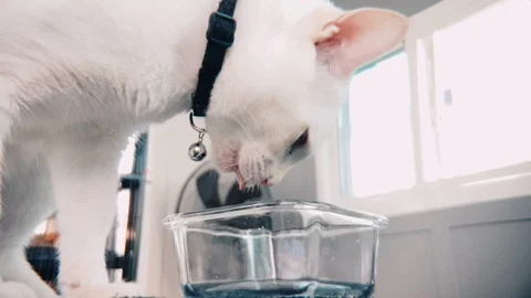 Slow motion close up of White cat eating wet cat food in a transparent bowl Stock-Footage 100638971