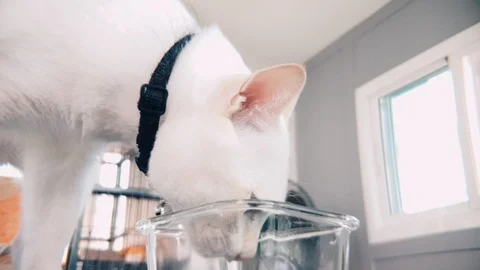 Slow motion close up of White cat eating wet cat food in a transparent bowl Stock Footage 100638992