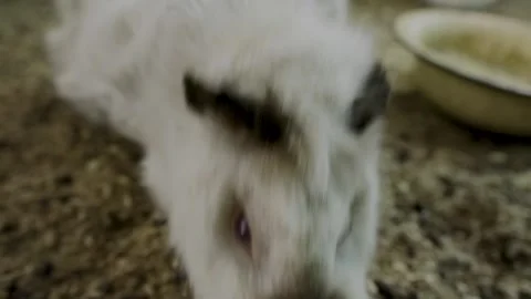 Slow Motion Close-Up of White Guinea Pigs with Brown Spots Stock Footage 282598016