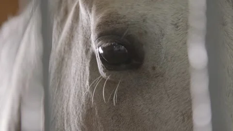 Slow motion close-up of the white horse's eyes through the bars Stock Footage 153089718