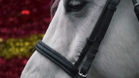 Slow motion close-up of the white horse's eyes through the bars Stock Footage 197365875