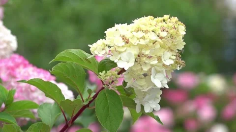 Slow-motion close-up of a white hydrangea branch. Hedge of pink and white Stock Footage 200014850