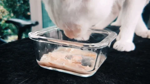 Slow motion close up of White Siamese cat eating wet cat food in a glass bowl Stock Footage 100638509