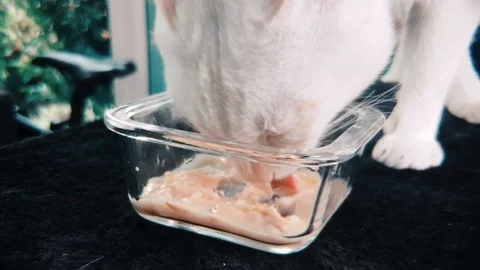 Slow motion close up of White Siamese cat eating wet cat food in a glass bowl Stock Footage 100638590
