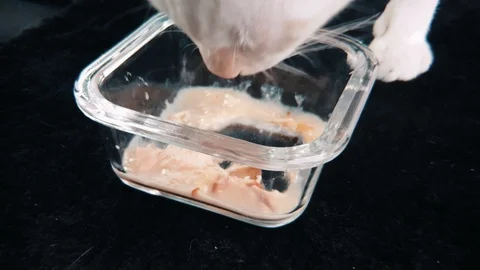 Slow motion close up of White Siamese cat eating wet cat food in a glass bowl Видео 100638595