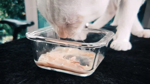 Slow motion close up of White Siamese cat eating wet cat food in a glass bowl Video stock 100638666