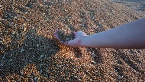 Slow motion. Close-up. White young man's hands. palms are filled with dry wheat Stock Footage 137959047