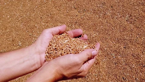 Slow motion. Close-up. White young man's hands. palms are filled with dry wheat Stock Footage 137959059