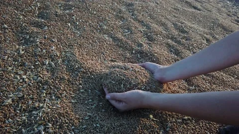Slow motion. Close-up. White young man's hands. palms are filled with dry wheat Vidéo 137959069