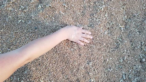 Slow motion. Close-up. White young man's hands. palms are filled with dry wheat Stock Footage 137959070